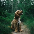 thumbnail image 4 of Heavy Duty Rope Dog Leash with Reflective Thread for No Pull Training Comfortable Loop Design for Daily Outdoor Walking, 4 of 4