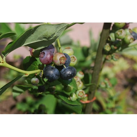 Canvas Print Fruit Ripe Bush Stem Macro Blueberry Stretched Canvas 10 x (Best Blueberry Bushes For Zone 6)