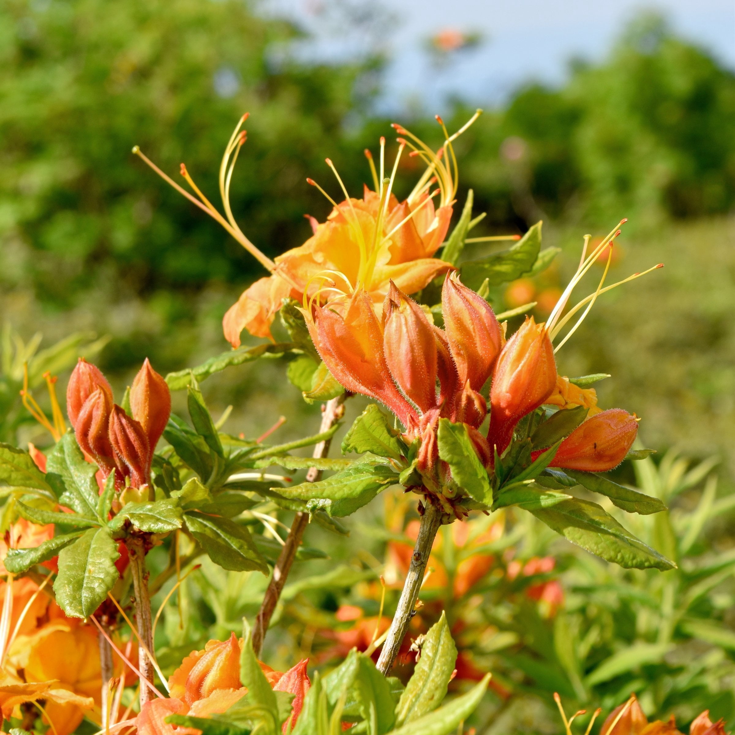National Plant Network 3 gal. Native Azalea Tangerine
