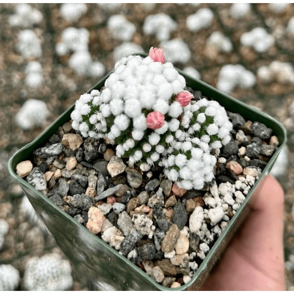 White Snowcap Cactus Plant Mammillaria Gracilis Plant Rare Cactus Tree 2"Pot