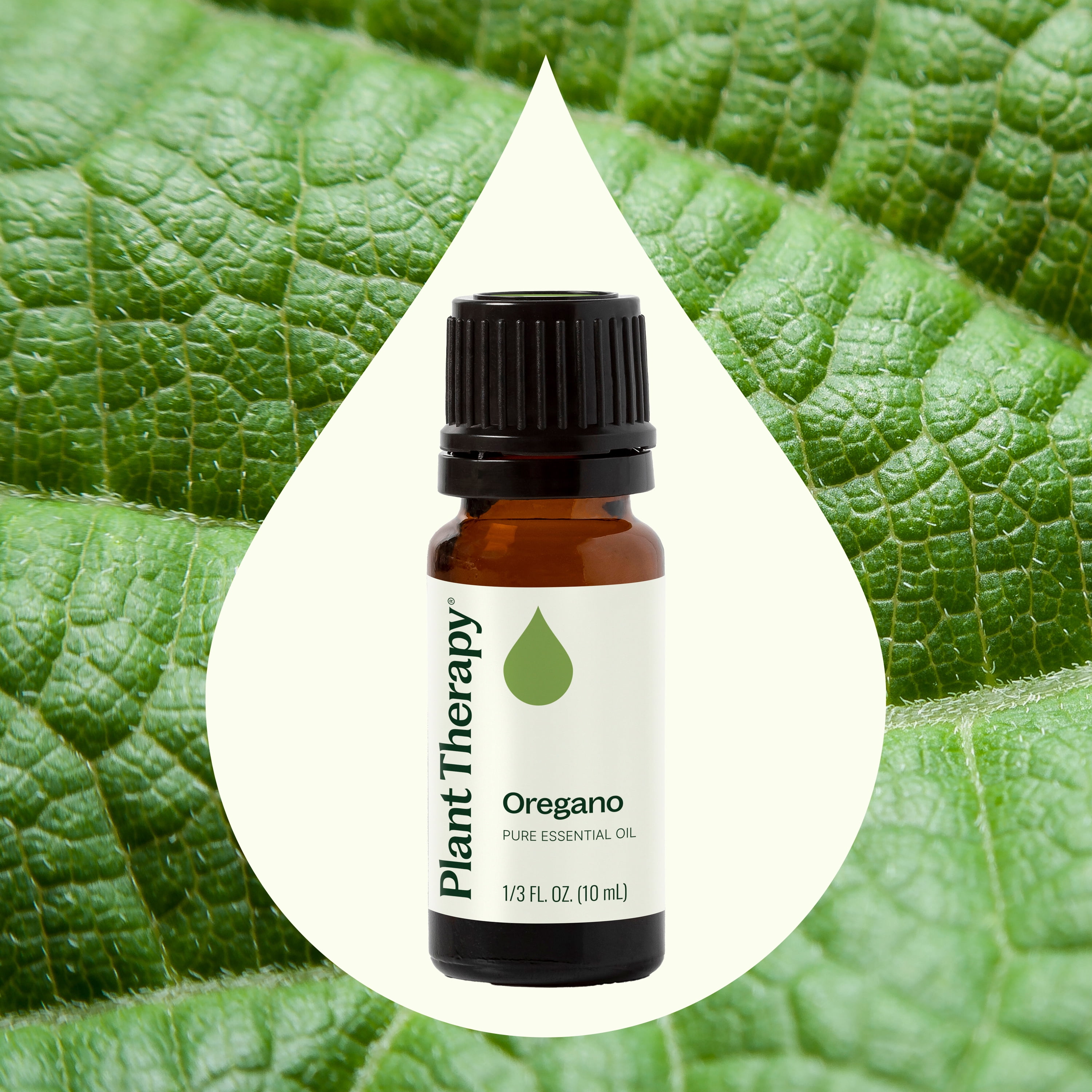 Plant Therapy Oregano Essential Oil 10 ml (1/3 oz) 100% Pure, Undiluted, Natural Aromatherapy for Diffuser, Cleaning, DIY  Products