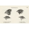 thumbnail image 2 of Finches With Beaks Adapted To Different Diets Observed By Charles Darwin In September-October 1835 In Galapagos Islands, 2 of 2