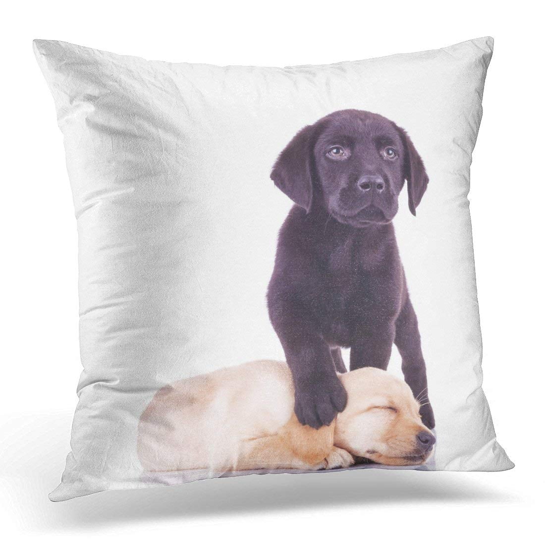 USART Yellow Puppy Little Black Labrador Standing with Paw on Sleeping
