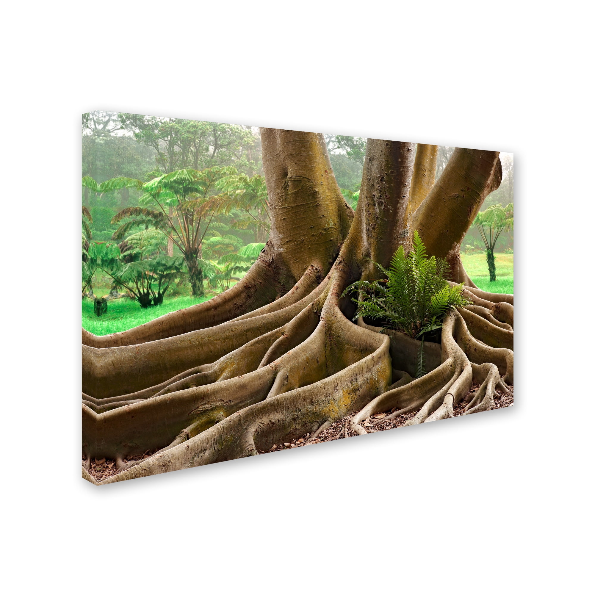 Trademark Fine Art 'Roots Sarasots Big Tree' Canvas Art by Mike Jones Photo