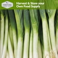 thumbnail image 3 of 3 Packs Large American Flag Leek Seeds - Non-GMO Heirloom Full Sun Perennial Vegetable, 3 of 6