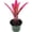 Tengee, variant on ragnaroc Live Plants – Bromeliad Billbergia Hallelujah, 6-12" in 4" Pot - 1ct - Live Arrival Guaranteed - House Plants for Home Decor & Gift