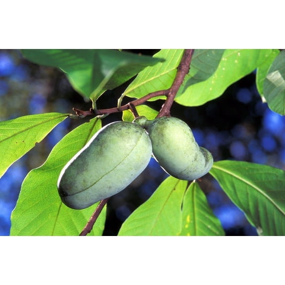 Fresh Paw Paw Fruit Tree ( 5 Seeds ) Pawpaw The Indiana BananaNew Crop Seeds