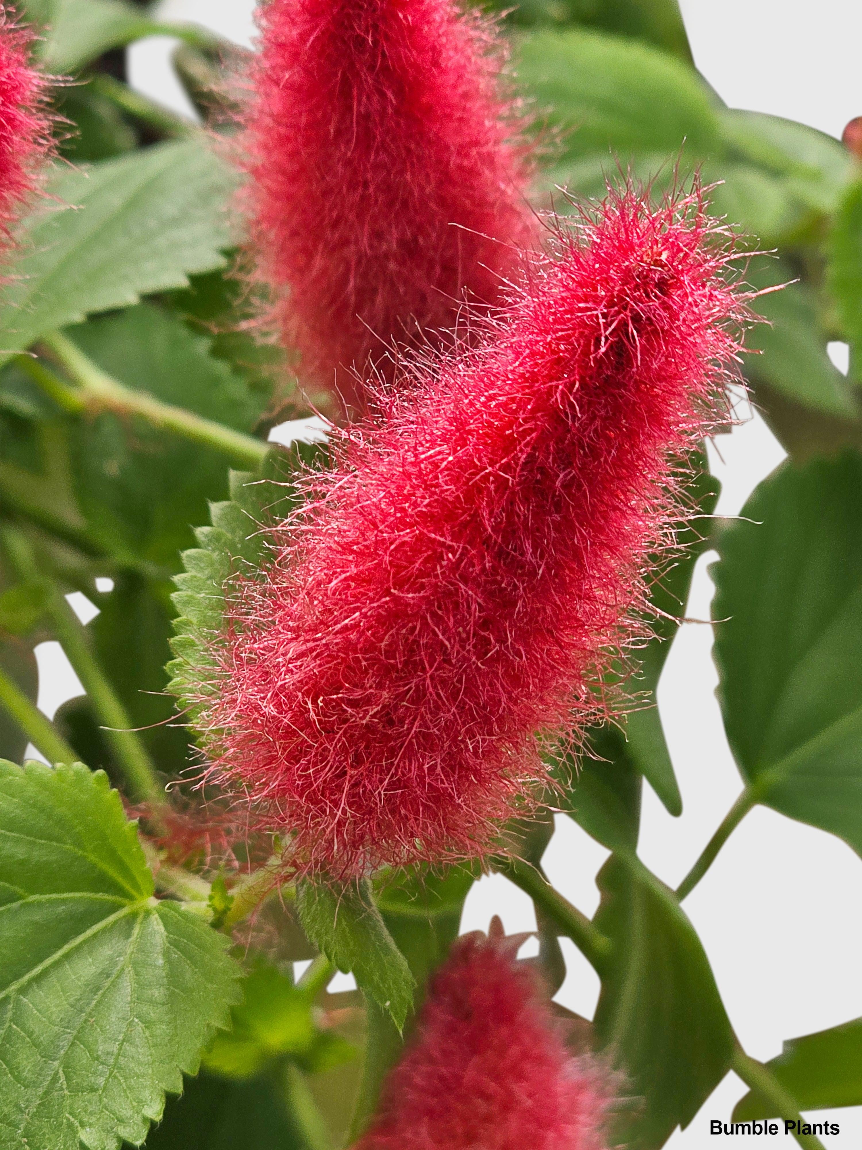 Chenille Acalypha Hispida 'Red Hot Cat's Tail' - Live Air-Purifying Indoor Plant in Nursery Pot – Easy Care, Low Maintenance Houseplant for Home & Office Decor, Natural Air Cleaner, Best for Beginners