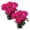 Pink, variant on Live Flowering Zonal Geraniums - Red (3 Plants Per Pack) - Beautiful Spring Flowers - 12" Tall by 5" Wide in 1 Qt Pot