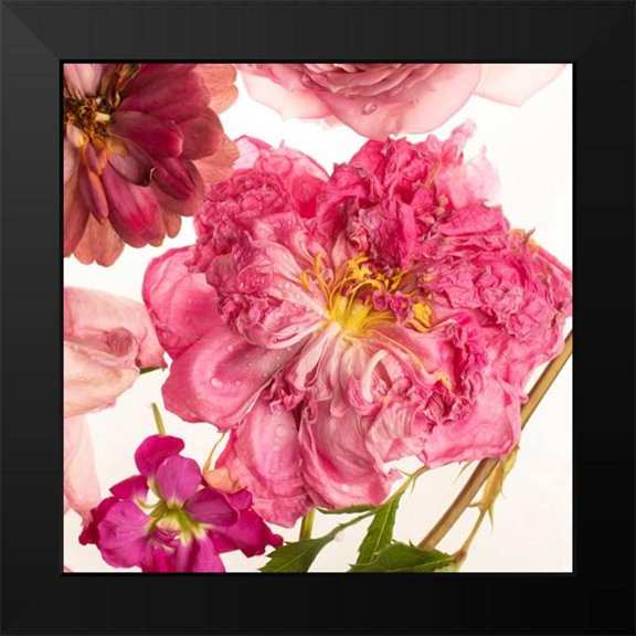 Maclean, Leah 12x12 Black Modern Framed Museum Art Print Titled - Peony Dream on White