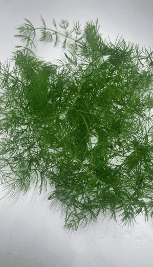 Combo Pack of 6 Species Live Aquarium Plants for Freshwater Fish Tanks, Easy Live Aquatic Plants Bundle for Betta Shrimp Guppy Aquarium