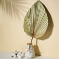 thumbnail image 4 of Decoración de Habitación con Hojas de Palma Secas, 10 Piezas, 18 Pulgadas de Alto X 10 Pulgadas de , Decoración Grande de Hoja de Palma Natural para Un Hermoso Aspecto Bohemio, 4 of 5