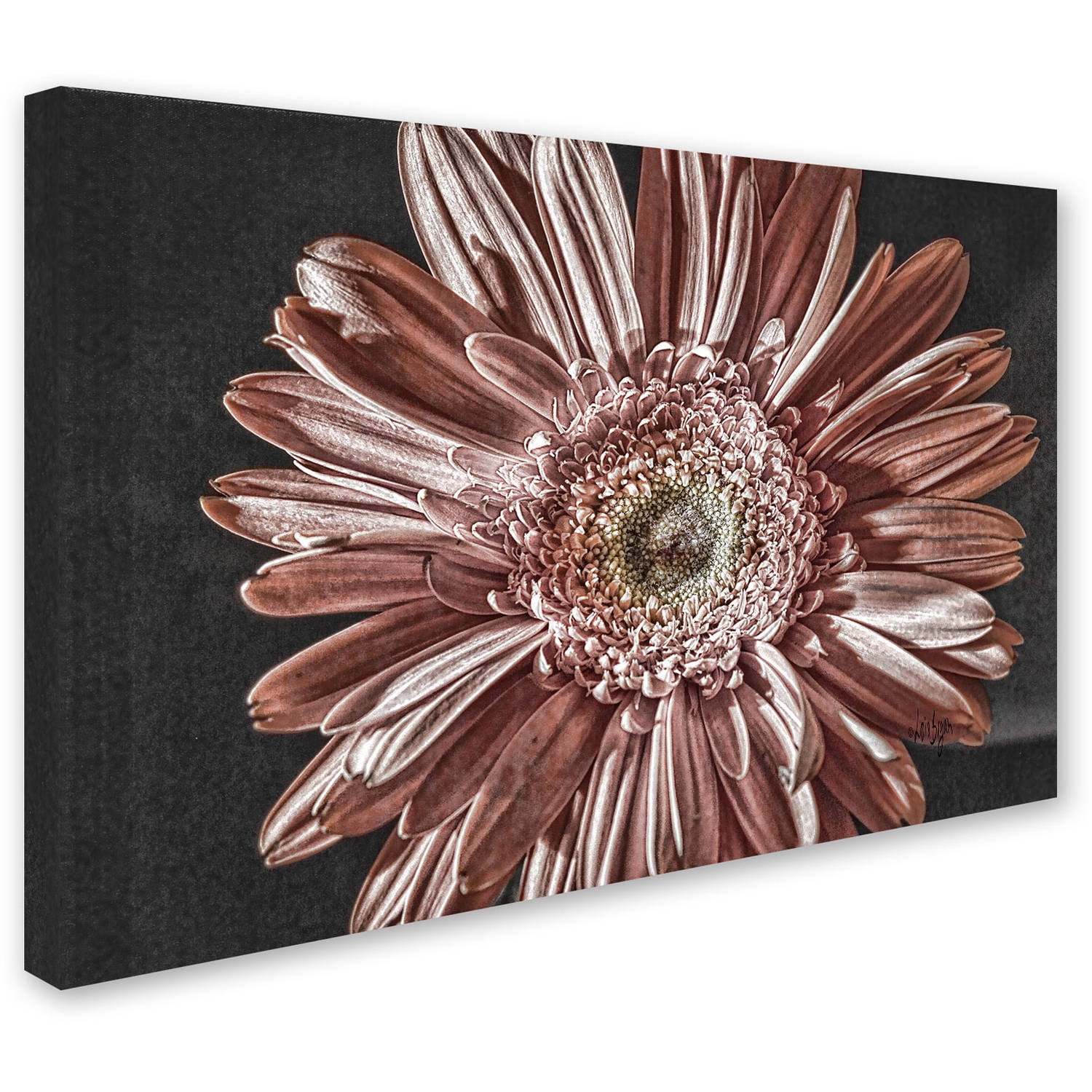 Trademark Fine Art "Silvery Pink" Canvas Art by Lois Bryan