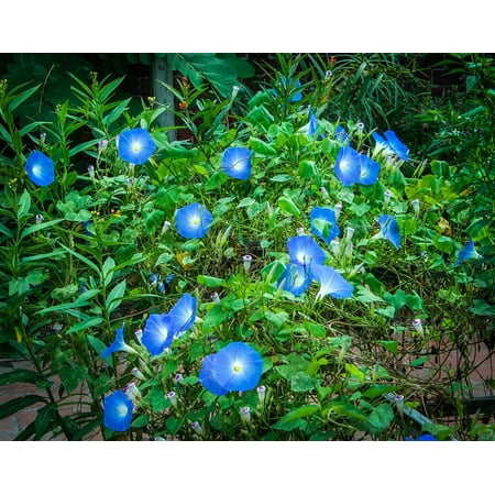 Morning Framed Poster - Laminated Poster Morning Glories Heavenly Blue Morning Glory Poster Print 11 x 17