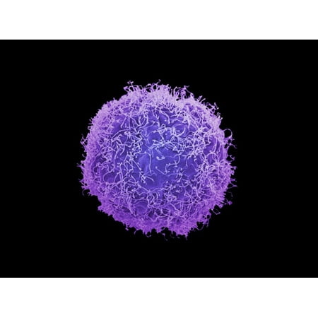 Human Skin Cell Under Electron Microscope - Micropedia