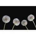 thumbnail image 2 of Dandelion Seeds Poster Print, 2 of 2