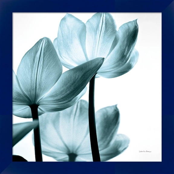 Great Art Now Translucent Tulips III Sq Aqua by Debra Van Swearingen, Framed Wall Art, 14W x 14H