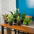 thumbnail image 3 of Expert Gardener 14" Assorted Foliage House Plant in 6" Grower Pot, 3 of 9