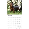 thumbnail image 3 of Chocolate Labrador Retriever Puppies | 2026 12x24" (Hanging) Square Wall Calendar, 3 of 9