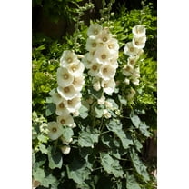 25 WHITE HOLLYHOCK Alcea Rosea Flower Seeds Perennial