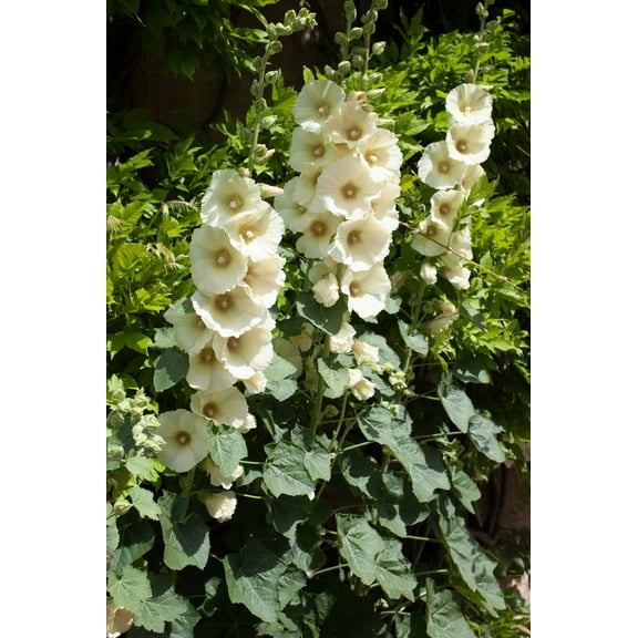 25 WHITE HOLLYHOCK Alcea Rosea Flower Seeds Perennial