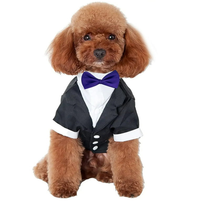 Dog in shop suit and tie