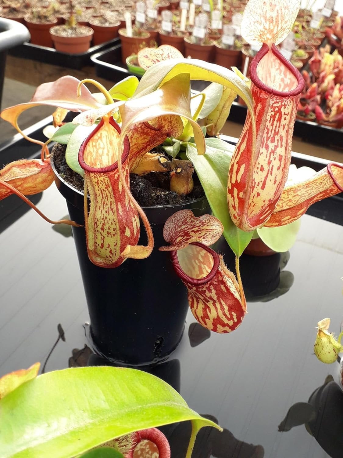 Carnivorous Pitcher Plant - Live Starter Plant in a 2 Inch Pot - Nepenthes St Gaya - Beautiful Easy Care Indoor Tropical Carnivorous Plants