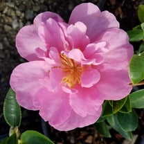 Expert Gardener Taylor's Perfection - Pink Blooming Camellia (2.5 Quart) Flowering Evergreen Shrub for Part Sun