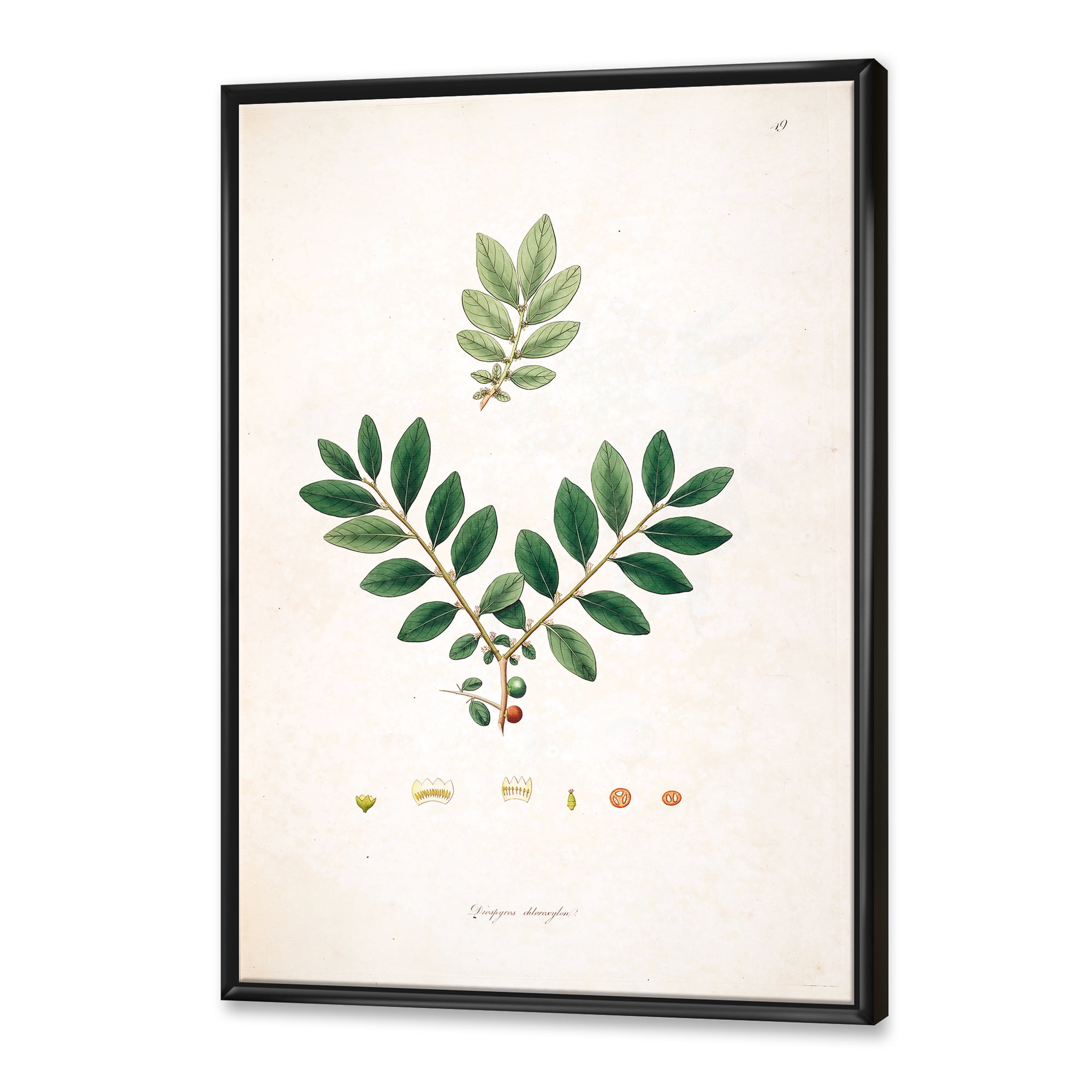 Designart 'Ancient Plant Life XIV' Farmhouse Framed Canvas Wall Art Print