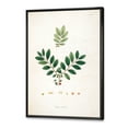 thumbnail image 3 of Designart 'Ancient Plant Life XIV' Farmhouse Framed Canvas Wall Art Print, 3 of 5