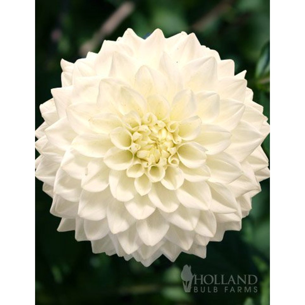 Fleurel Dinnerplate Dahlia