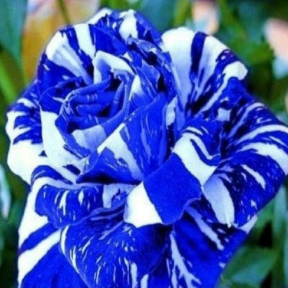Blue Dragon Rose Seeds 20 SEEDS