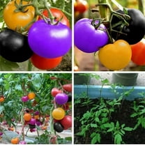 CZ Grain 100 Rainbow Cherry Tomato Plant Seeds