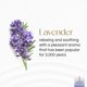 thumbnail image 2 of Incienso Gonesh Lavanda 25 cm – Paquete de 80, 2 of 6