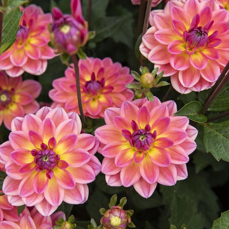 40 Seeds - Pacific View Dahlia Seeds - Pollinator Friendly - - Heirloom Flower Seeds Mix for Gardens