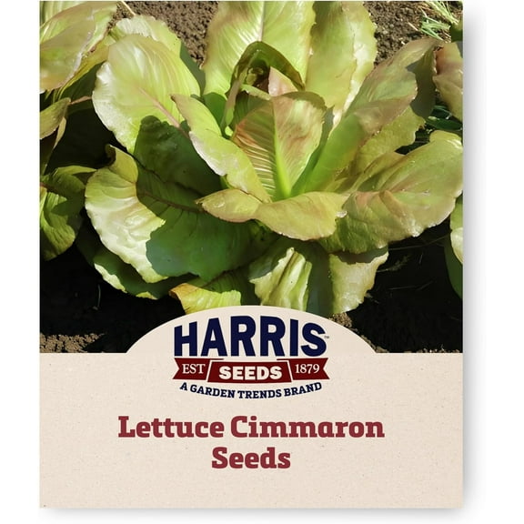 Harris Seeds - Lettuce Seeds Cimmaron Variety Sweet Crisp Leaves - 250 Seeds