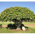 thumbnail image 3 of CZ Grain 25 Sacred Fig Bonsai Tree Plant Seeds, 3 of 3