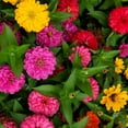thumbnail image 3 of TomorrowSeeds - Lilliput Mix Zinnia Seeds - 600+ Count - For 2025 Planting Petite Pom Pom Dwarf, 3 of 9