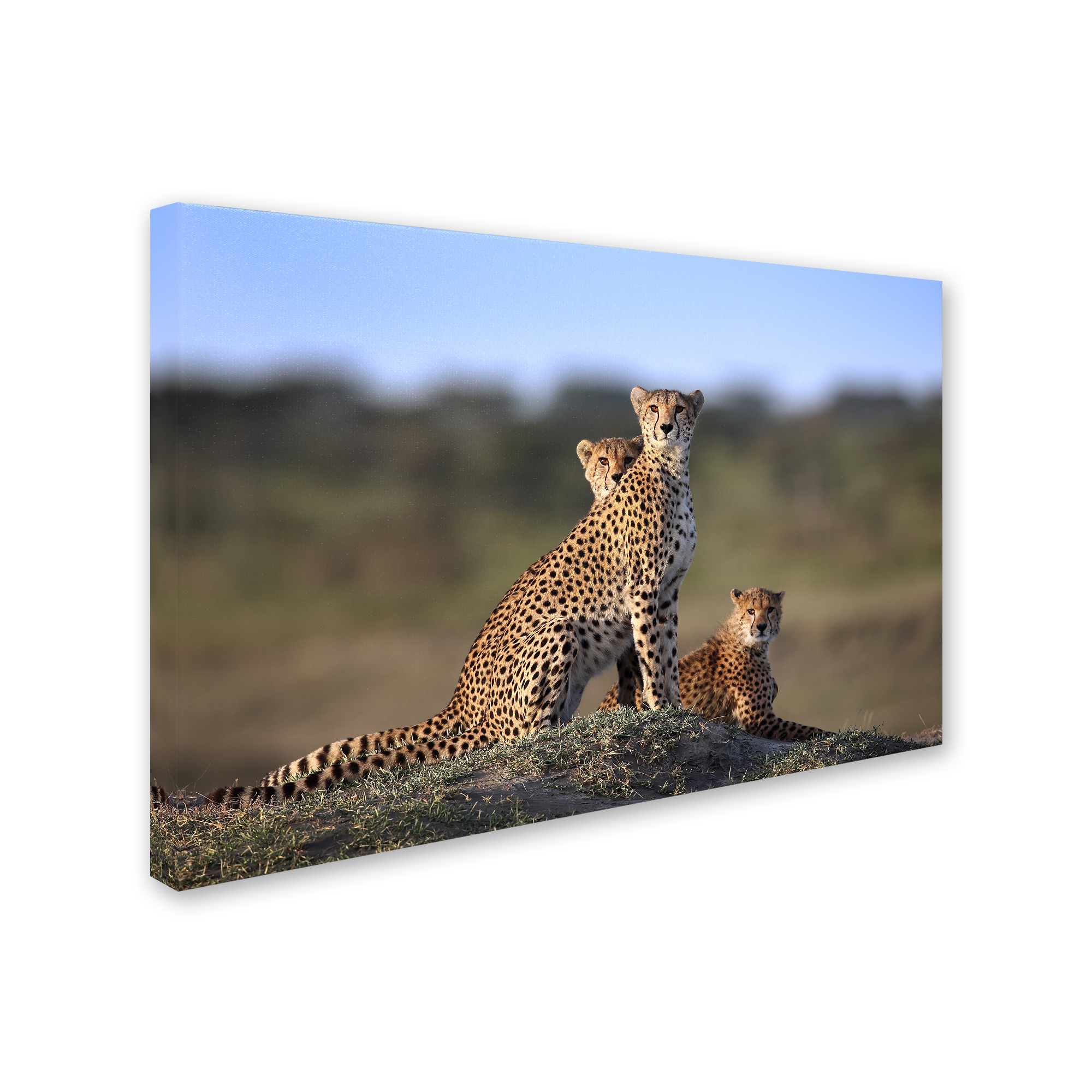 Trademark Fine Art 'Cheetahs Family' Canvas Art by Sultan Sultan Al