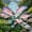 Elephant Ear-A, variant on Giant Elephant Ear Taro — (Non-Artificial)-- The Premier Choice for Tropical Landscaping — A Gardening Essential—- Adds a Fresh, Natural Accent to Yards and Pathways —
