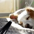 thumbnail image 4 of 1 Pce Rasoir pour Poils de Chat Durable de Haute Qualité Tondeuse Professionnelle pour Chat, 4 of 6