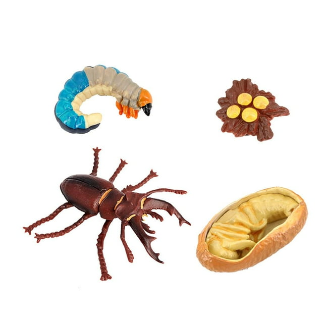 1 juego de accesorios didácticos de mariquita Etapa del ciclo de vida Aula infantil Insecto