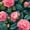 Color 4, variant on Peel and Stick Wallpaper Vintage Floral Lace Stripe Lavender Rose Moss Green Leaf Roses Flowers 24in x 118in Contact Paper Removable Self Adhesive Wall Mural Wall Decor for Bedroom Kitchen Cabinets