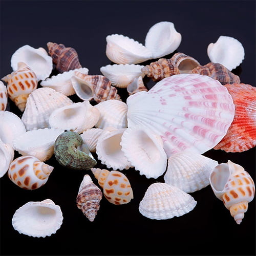 Mixed Assorted Sea Shells Natural Beach Seashells Aquarium Decoration Craft 100g 