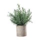 thumbnail image 3 of Plantas artificiales pequeñas en maceta, plantas de imitación en maceta, vegetación decorativa, simulación Hedychium diffusum, 3 of 9