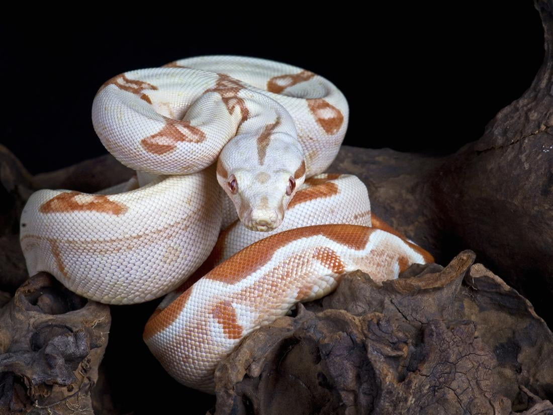 boa constrictor snake boa constrictor snake