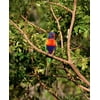 Canvas Print Rainbow Lorikeet Colourful Bird Australian Parrot Stretched Canvas 10 x 14