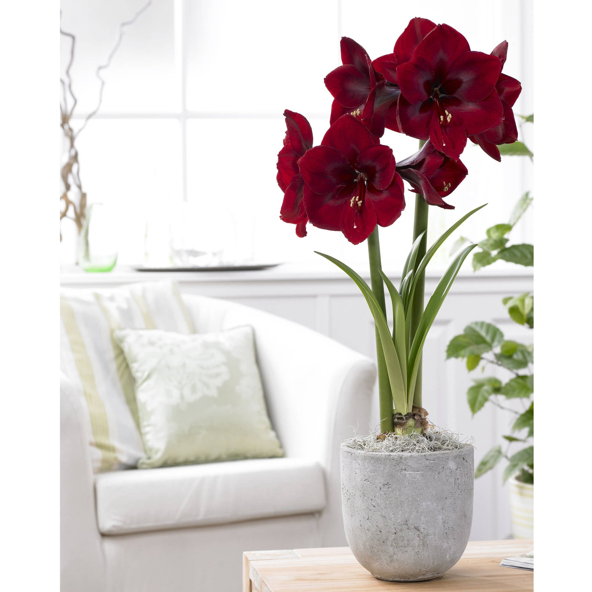 Bloomsz Amaryllis Royal Velvet 26/28cm, 1-Pack