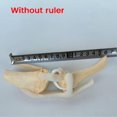 thumbnail image 2 of Canines Knee Model Dog Joint Anatomical Model Dog Skeleton Model Animal Skeleton Anatomy Medical Sc, 2 of 5