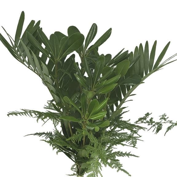Sun Mixed Greens Bouquet 5 Pack of Farm Direct Fresh Cut Flowers Bouquets of Mixed Greenery by Bloomingmore